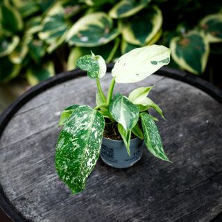 Philodendron 'Jose Buono' 12 cm NR 1