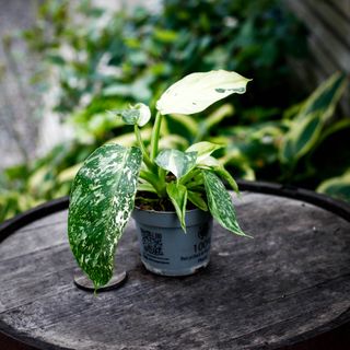 Philodendron 'Jose Buono' 12 cm NR 1