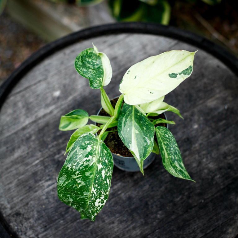 Philodendron 'Jose Buono' 12 cm