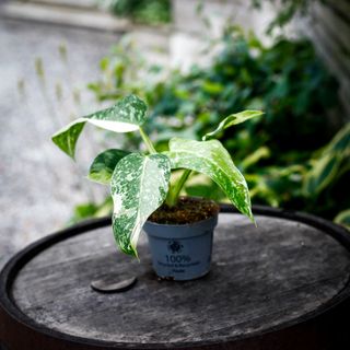 Philodendron 'Jose Buono' 12 cm NR 2