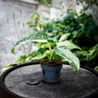 Philodendron 'Jose Buono' 12 cm NR 2