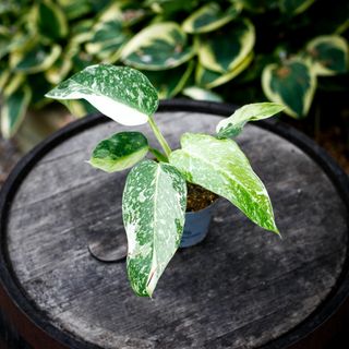 Philodendron 'Jose Buono' 12 cm NR 2