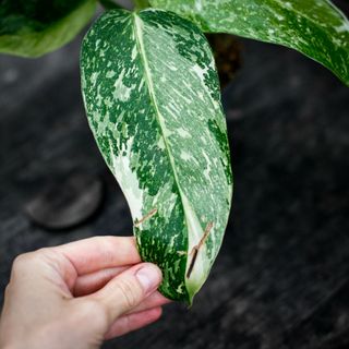 Philodendron 'Jose Buono' 12 cm NR 2