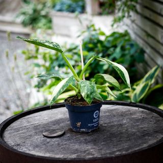 Philodendron 'Jose Buono' 12 cm NR 3