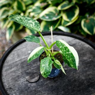 Philodendron 'Jose Buono' 12 cm NR 3