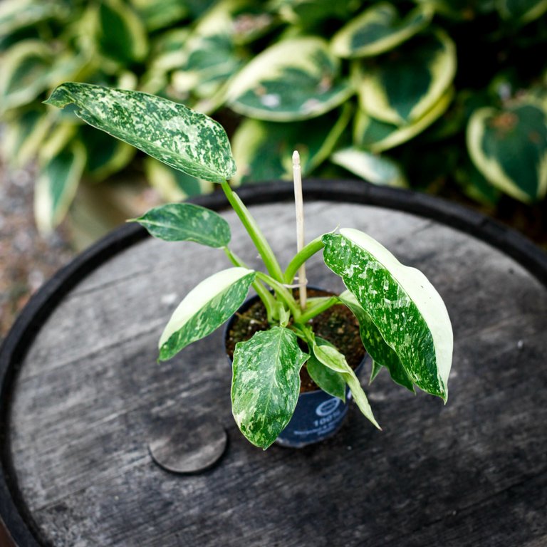 Philodendron 'Jose Buono' 12 cm NR 3