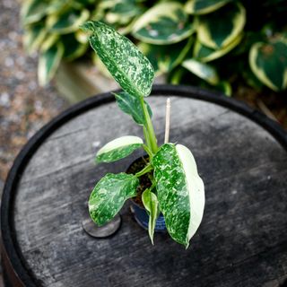 Philodendron 'Jose Buono' 12 cm NR 3