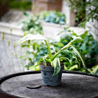 Philodendron 'Jose Buono' 12 cm NR 5
