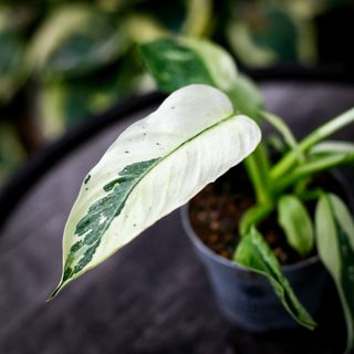 Philodendron 'Jose Buono' 12 cm NR 5