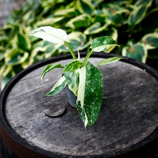 Philodendron 'Jose Buono' 12 cm NR 5