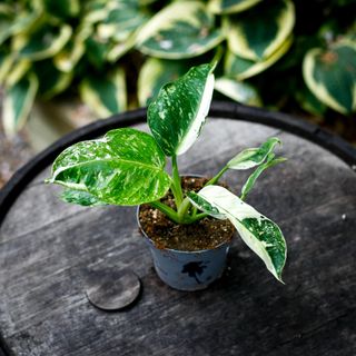 Philodendron 'Jose Buono' 12 cm NR 6