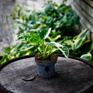 Philodendron 'Jose Buono' 12 cm NR 6