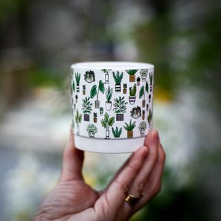 Minikruka krukväxter