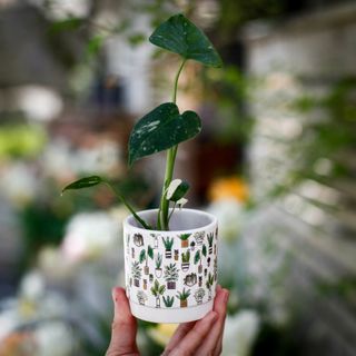 Minikruka krukväxter