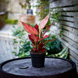 Aglaonema 'Cherry Baby' 12 cm