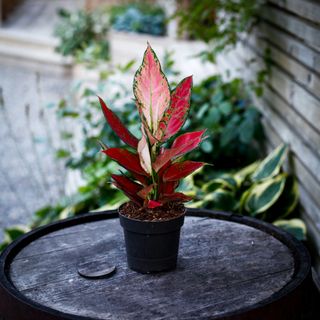 Aglaonema 'Cherry Baby' 12 cm