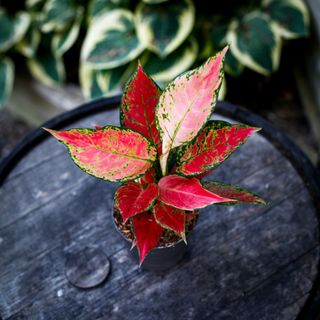 Aglaonema 'Cherry Baby' 12 cm