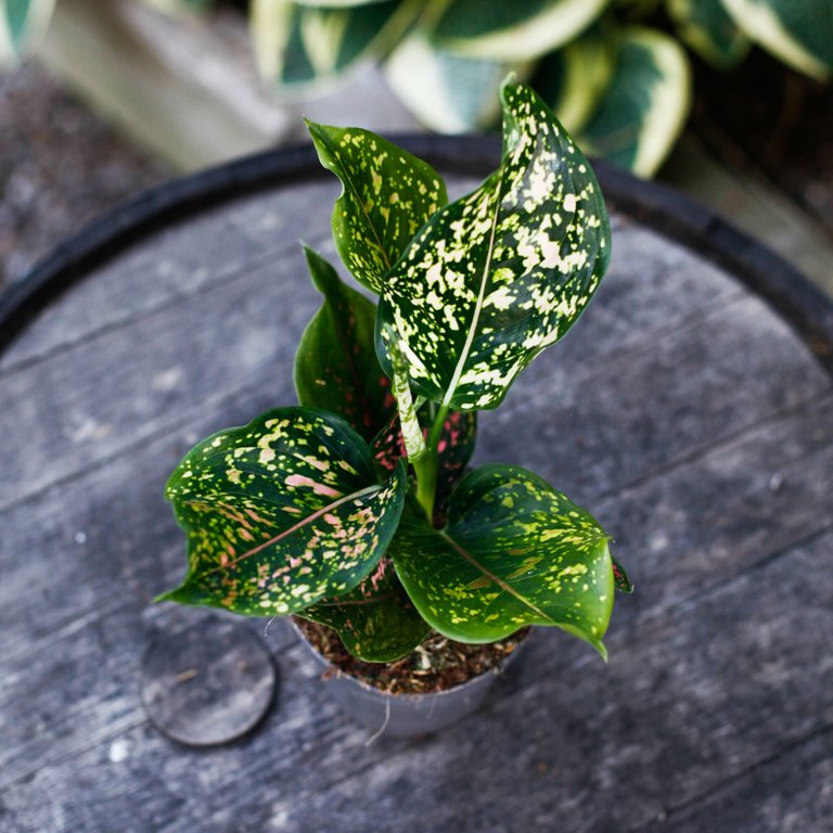 Aglaonema 'Pink Leopard' 12 cm KAMPANJ