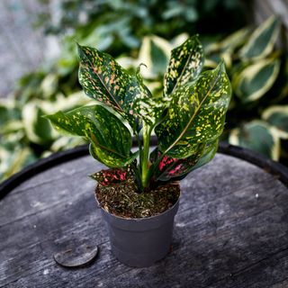 Aglaonema 'Pink Leopard' 12 cm