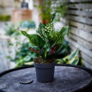 Aglaonema 'Pink Leopard' 12 cm
