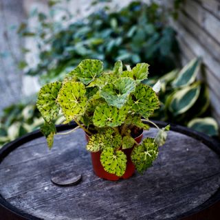 Begonia rex 'Lime Fever' 12 cm
