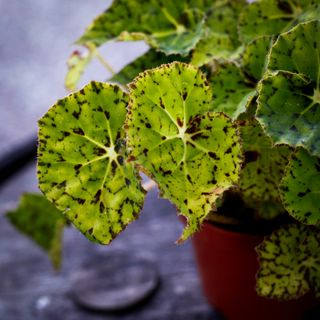 Begonia rex 'Lime Fever' 12 cm