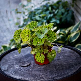 Begonia rex 'Lime Fever' 12 cm