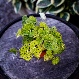 Begonia rex 'Lime Fever' 12 cm