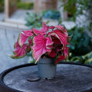 Caladium - Olika sorter 12 cm