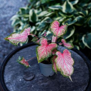 Caladium - Olika sorter 12 cm