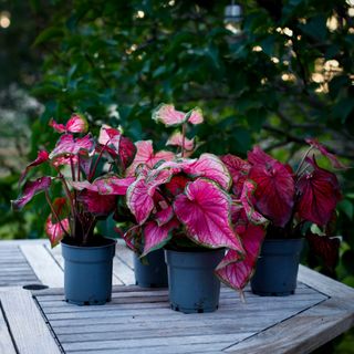 Caladium - Olika sorter 12 cm