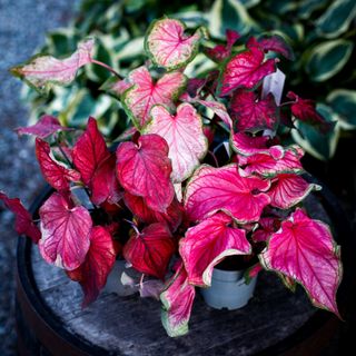 Caladium - Olika sorter 12 cm