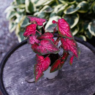 Caladium - Olika sorter 12 cm
