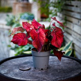 Caladium - Olika sorter 12 cm