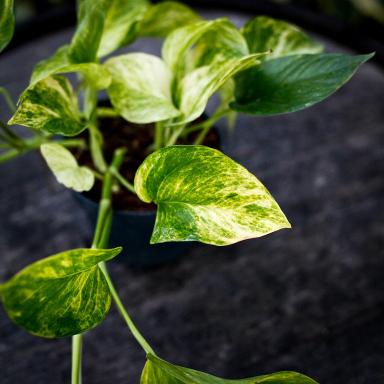Epipremnum aureum 'Hicolor' 12 cm