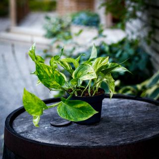 Epipremnum 'Hicolor' 12 cm