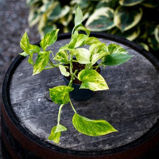 Epipremnum 'Hicolor' 12 cm