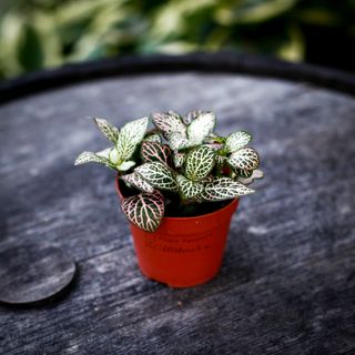 Fittonia 'Pink Anne' 8,5 cm