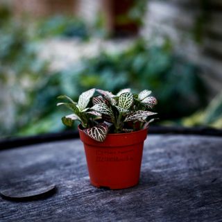 Fittonia 'Pink Anne' 8,5 cm