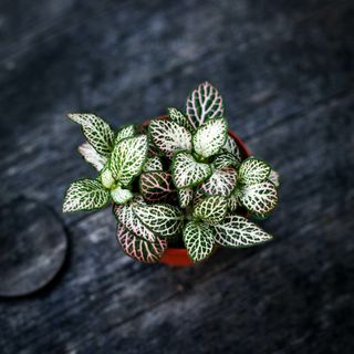 Fittonia 'Pink Anne' 8,5 cm