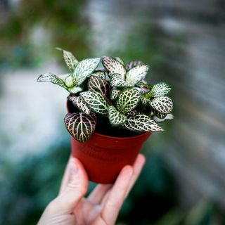 Fittonia 'Pink Anne' 8,5 cm
