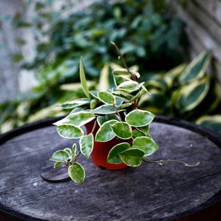 Hoya 'Krimson Queen' 12 cm
