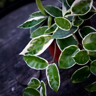 Hoya 'Krimson Queen' 12 cm