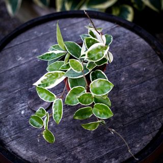 Hoya 'Krimson Queen' 12 cm