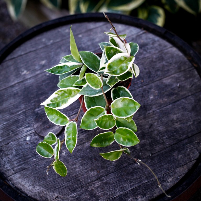 Hoya Carnosa 'Krimson Queen' 12 cm