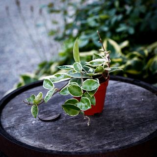 Hoya 'Krimson Queen' 12 cm