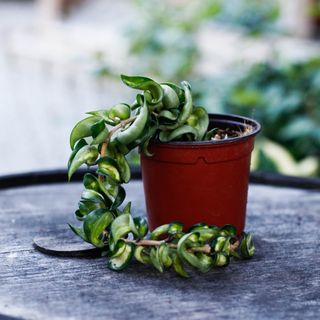 Hoya compacta 'Mauna Loa' 10,5 cm
