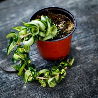 Hoya compacta 'Mauna Loa' 10,5 cm