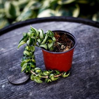 Hoya compacta 'Mauna Loa' 10,5 cm