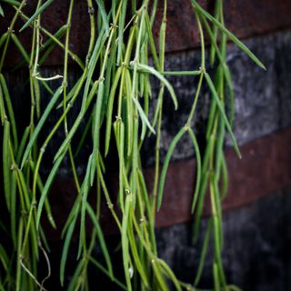 Hoya linearis i ampel 12 cm